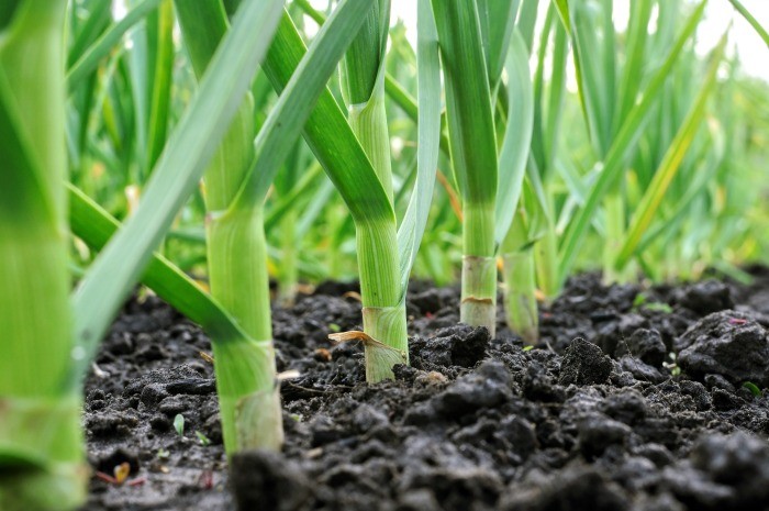 Plant Garlic
