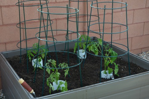 planting tomatoes