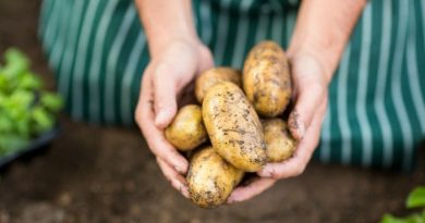 Harvest Potatoes