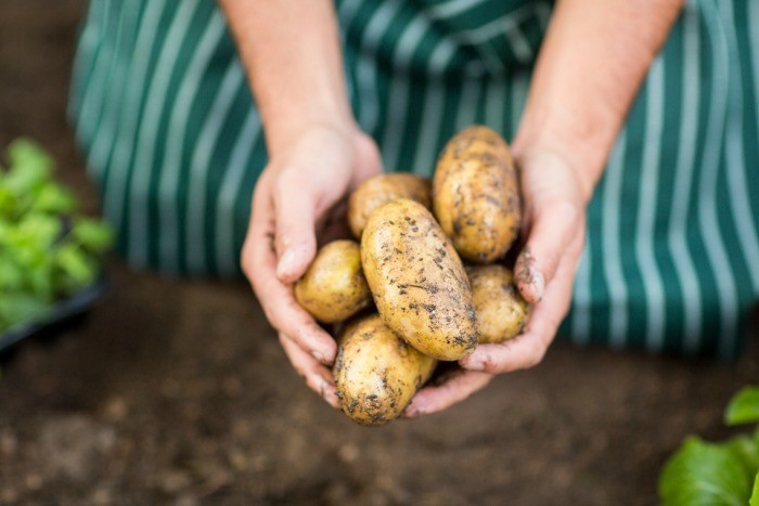 Harvest Potatoes