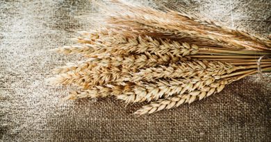 Grind Wheat