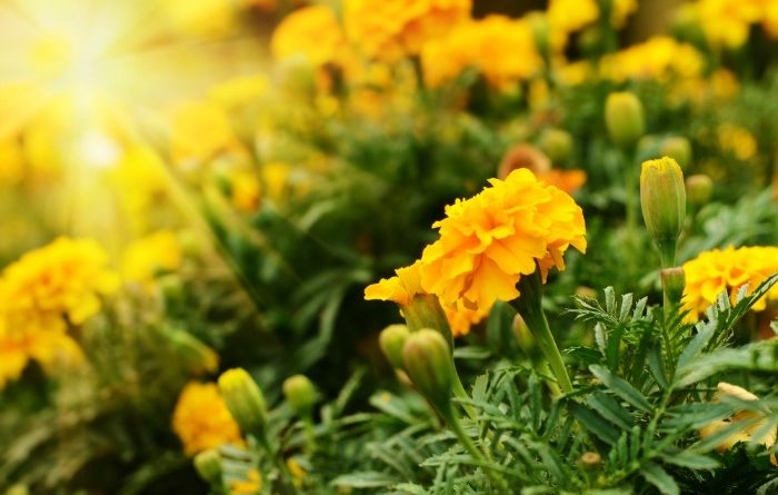 Marigolds Planting Them In Vegetable Gardens