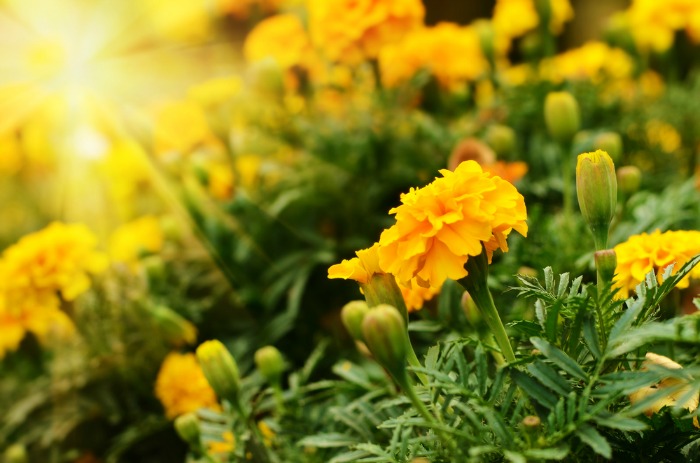 Marigolds Planting Them In Vegetable Gardens