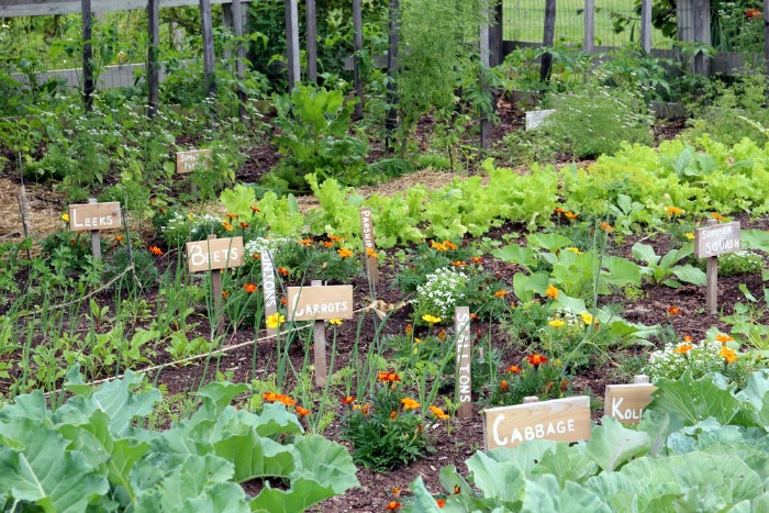 Marigolds for Vegetable Gardens