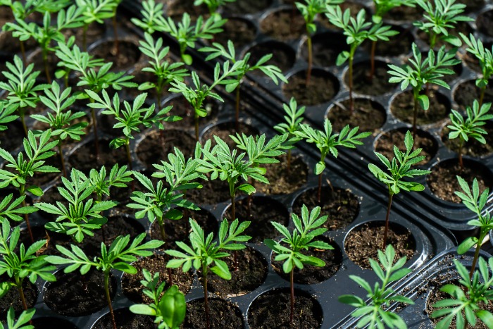 Marigolds Seedlings