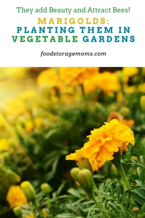 Marigolds: Planting Them In Vegetable Gardens