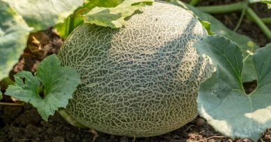 How To Grow Cantaloupe In Your Backyard