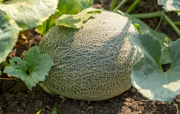 How To Grow Cantaloupe In Your Backyard
