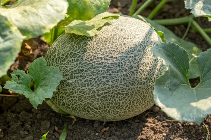 How To Grow Cantaloupe In Your Backyard