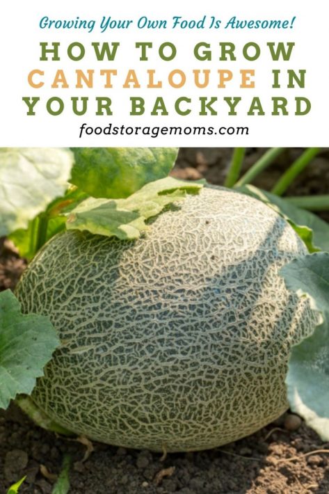 How To Grow Cantaloupe In Your Backyard