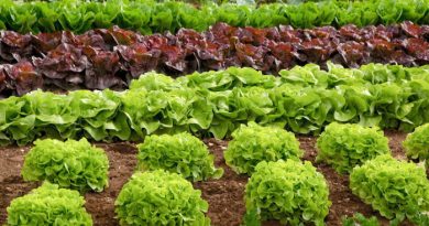 12 Vegetable Seeds You Should Plant In April Plant In April