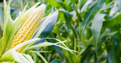 Sweet Corn