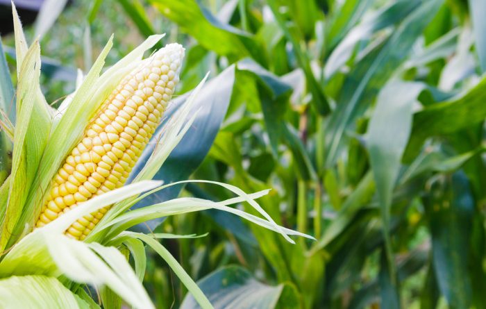 Sweet Corn