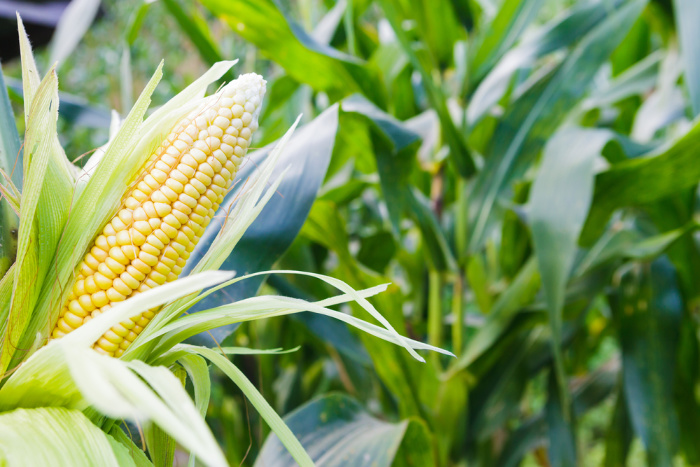How To Grow Sweet Corn From Start To Finish