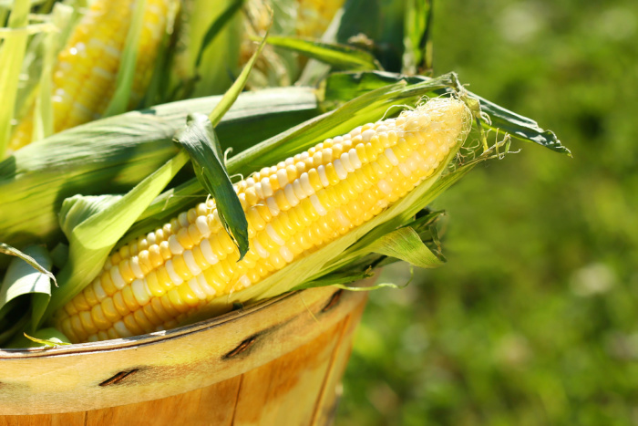 Sweet Corn