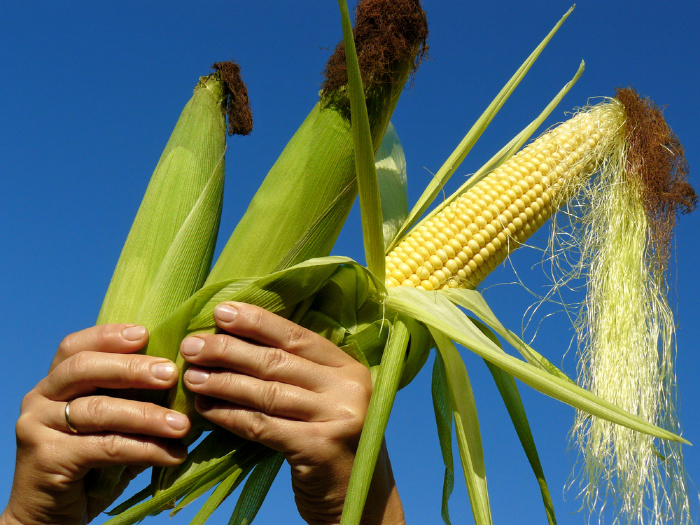 Sweet Corn