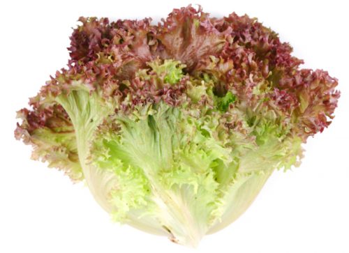 Lettuce