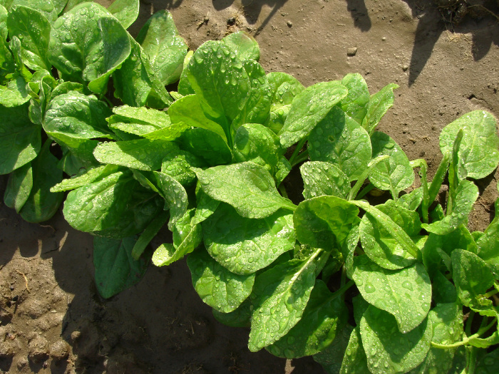 Spinach Recipes
