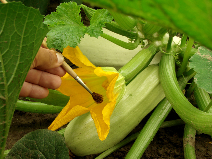 Hand Pollinating