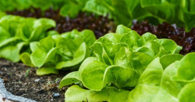 Easiest Vegetables To Grow
