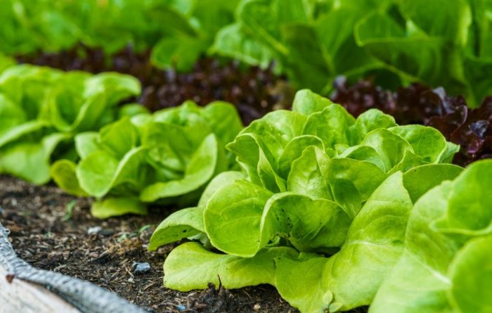 Easiest Vegetables To Grow
