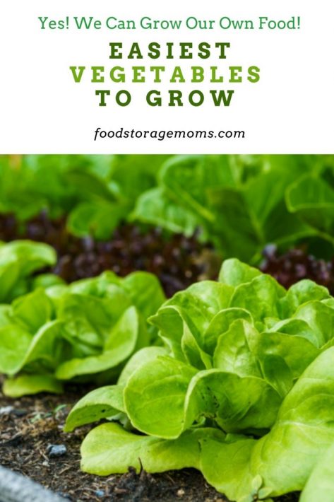 Easiest Vegetables To Grow 