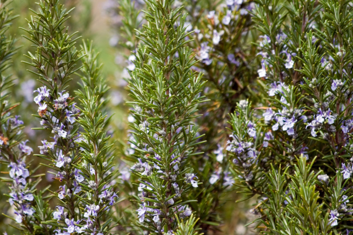 Rosemary