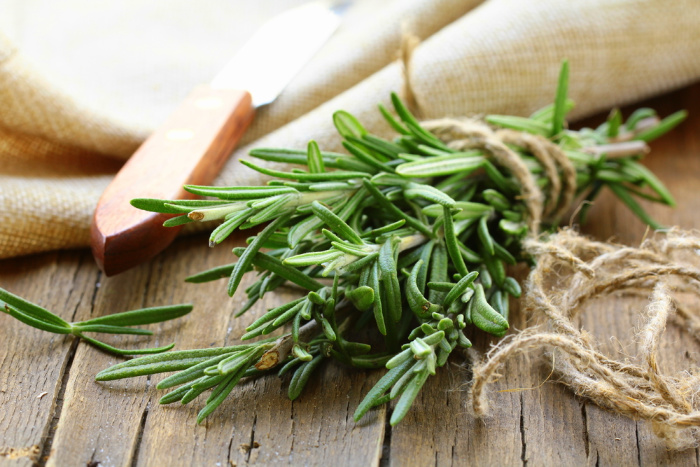 Growing Rosemary-Everything You Need To Know - Food Storage Moms