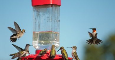 How To Make Hummingbird Food