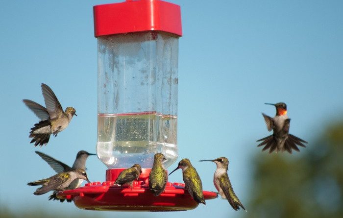 How To Make Hummingbird Food