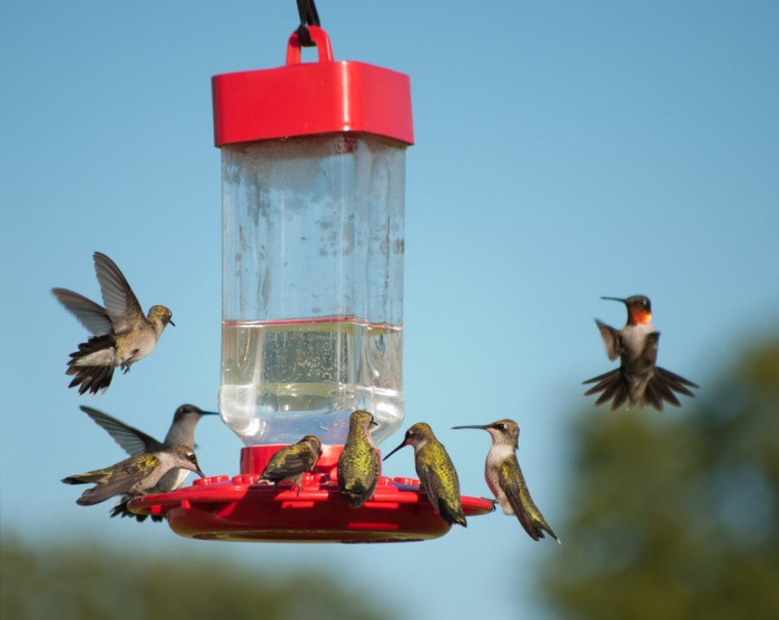 How To Make Hummingbird Food