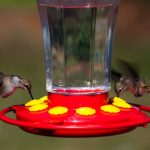 Hummingbird Food