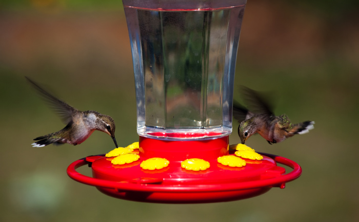 Hummingbird Food