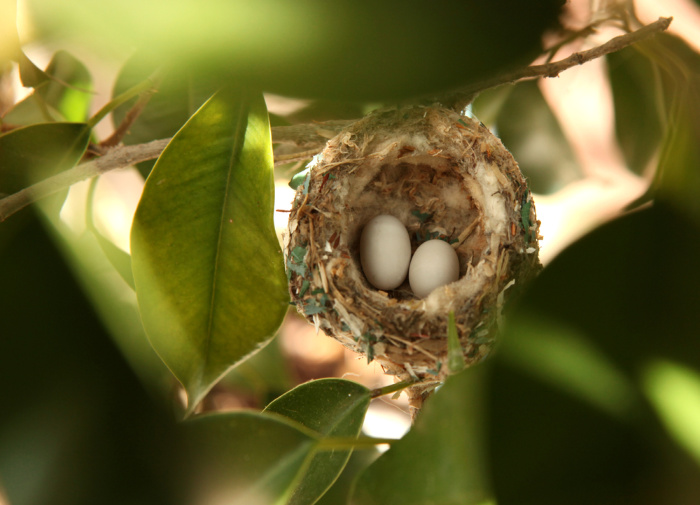 Hummingbird Food