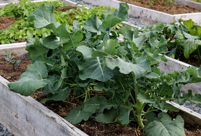 Broccoli growing in the garden