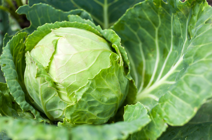 Cabbage growing in the garden