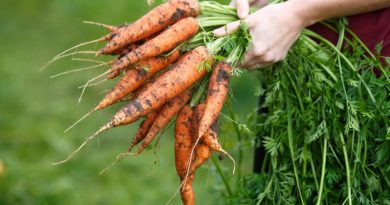 Carrots in the garden