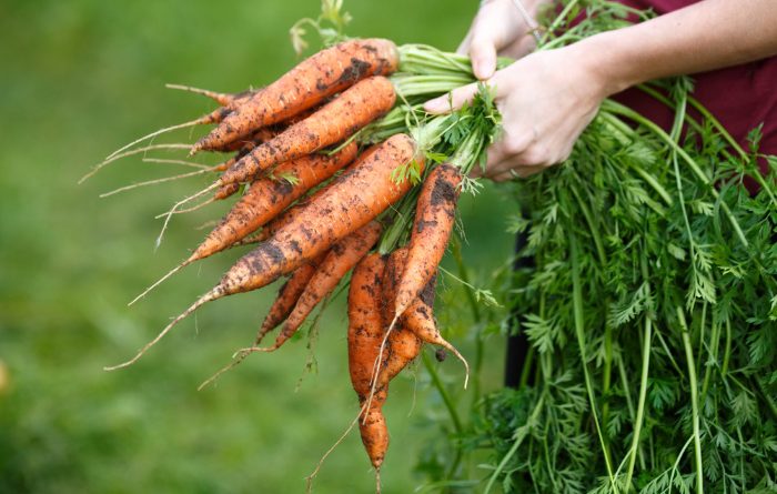 Carrots in the garden