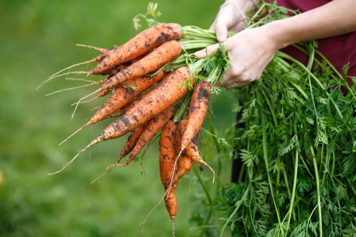 Carrots in the garden