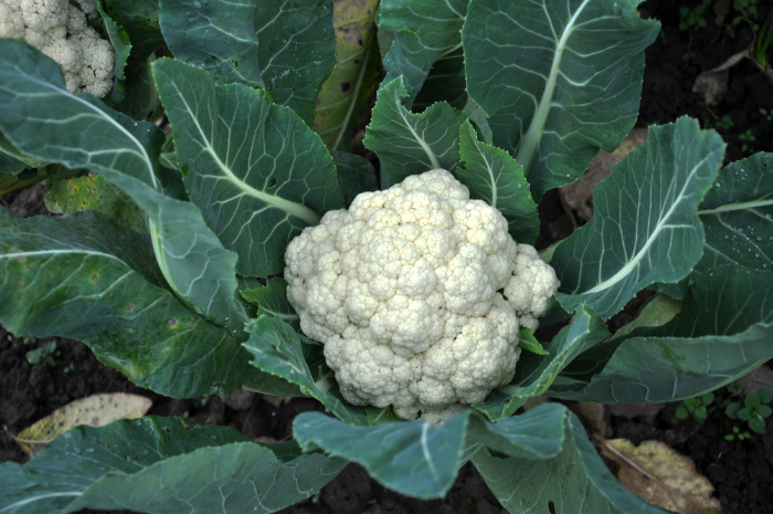 Cauliflower Growing