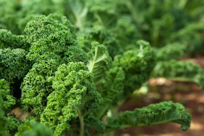 Kale in an organic garden