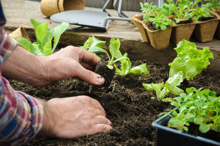 Lettuce seedlings