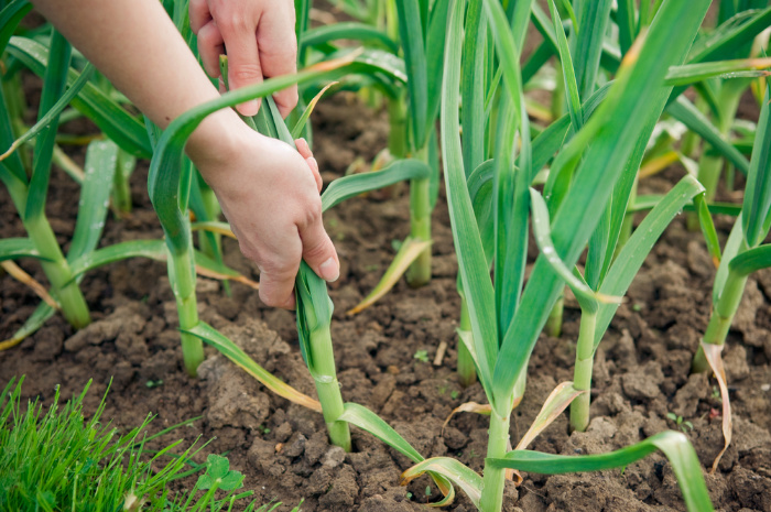 Garlic growing