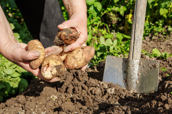 Digging potatoes