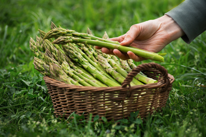 Fresh Asparagus in a basket