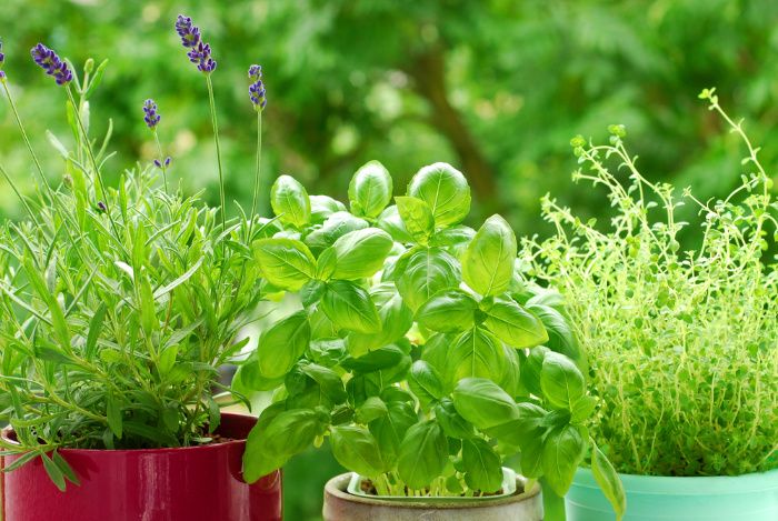 Basil in a Pot