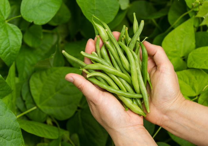 Bush Green beans