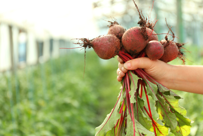 Beets in the garden