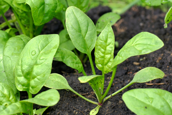 Vegetables That Grow In The Shade