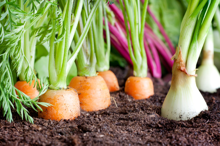 Vegetables That Grow In The Shade